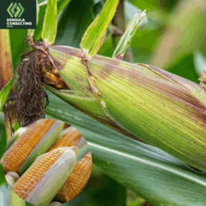 Maize Production & Processing