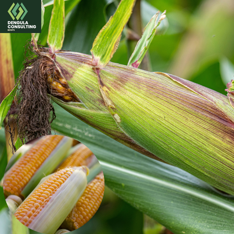 Maize Production & Processing