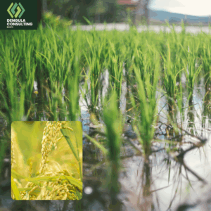 Rice Production & Processing