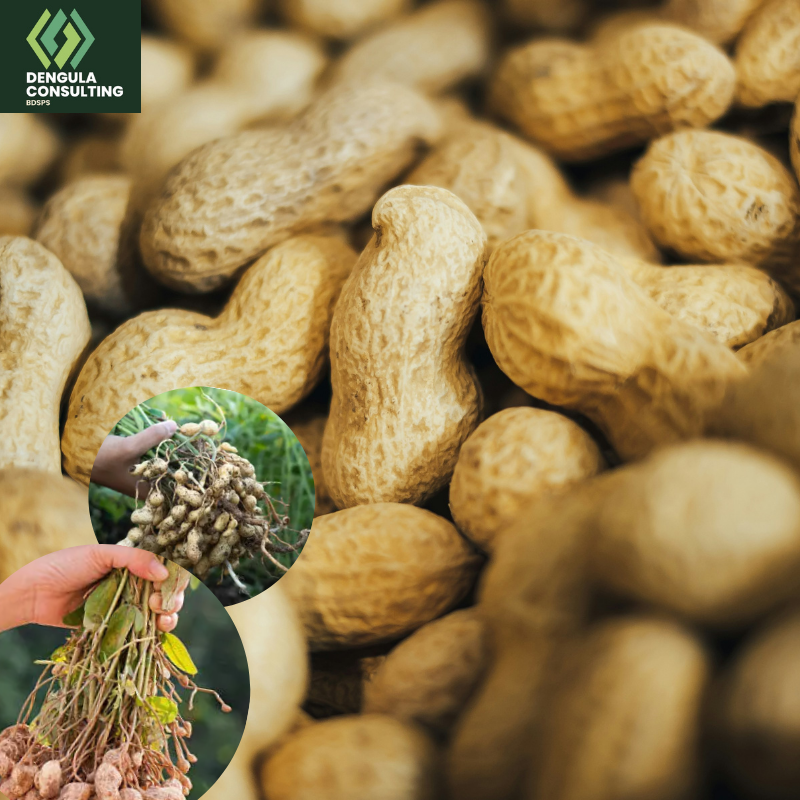Groundnut Production & Processing