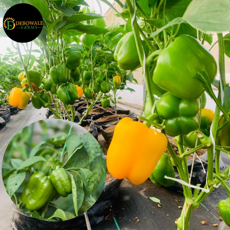 Fruity Veggies Production