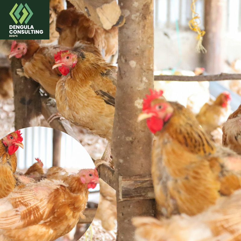 Poultry Farming