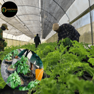Leafy Vegetables Production