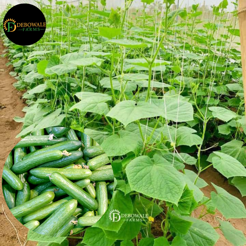 Fruity Veggies Production - Image 4