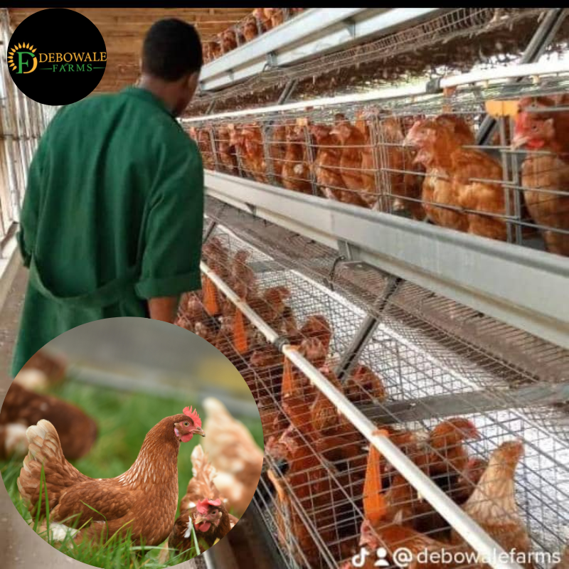 Poultry Farming (Layers)