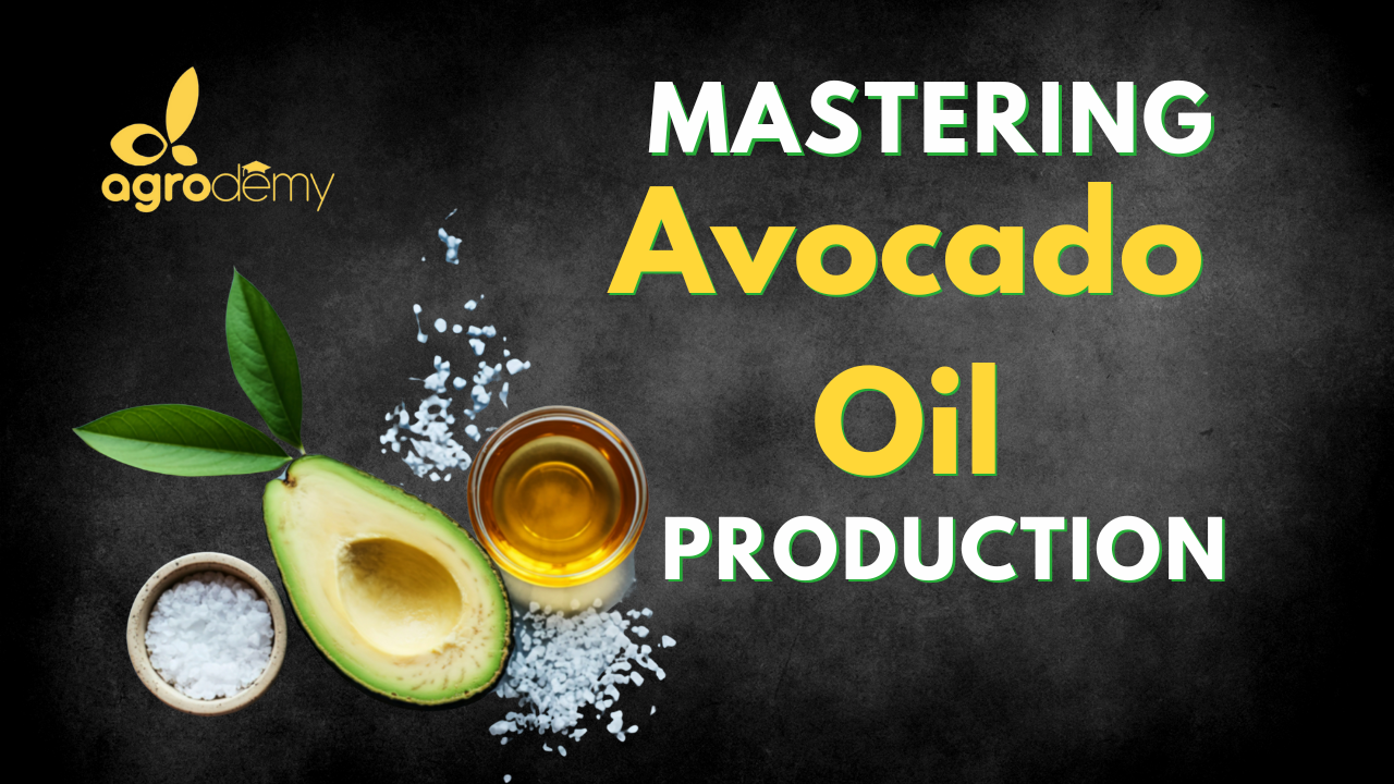 Mastering Avocado Oil Production