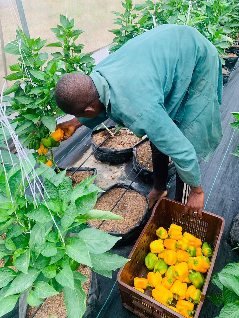 Fruity Veggies Production - Image 3
