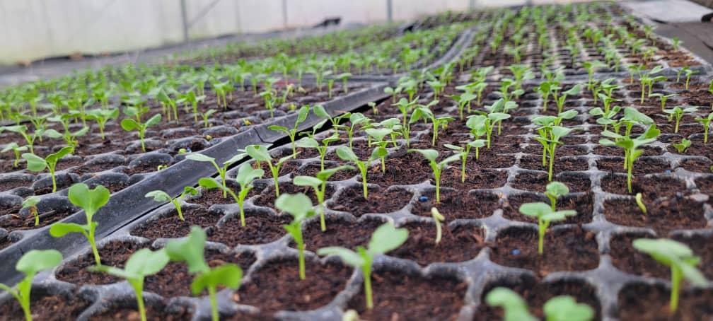 Fruity Veggies Production - Image 2