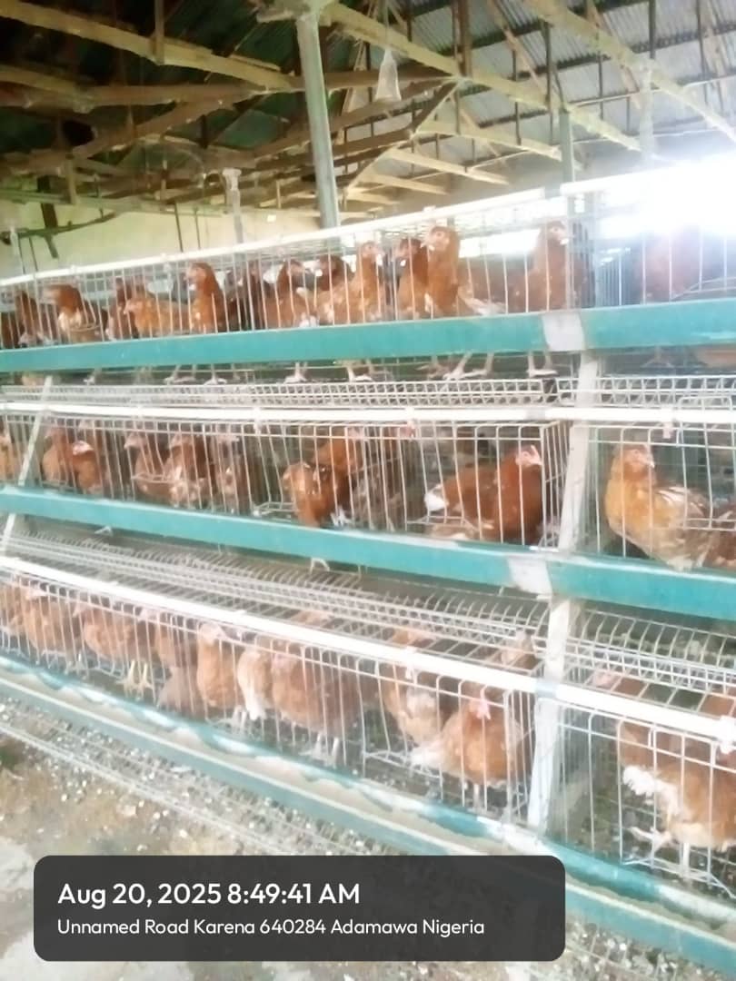 Poultry Farming - Image 2