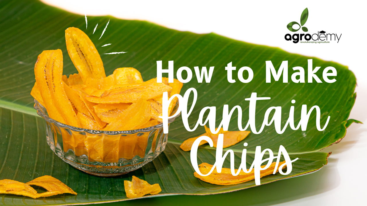 Plantain Chips Production: From Raw Plantain to Profitable Snack Business