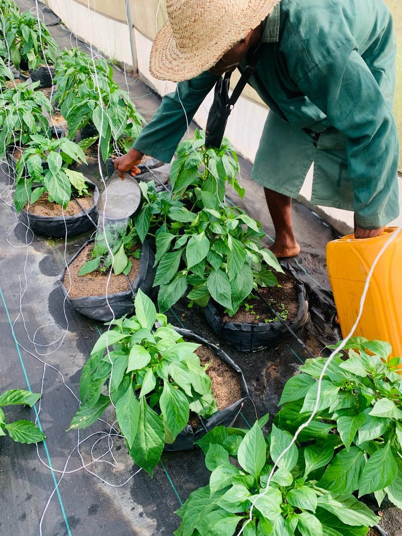 Leafy Vegetables Production - Image 2