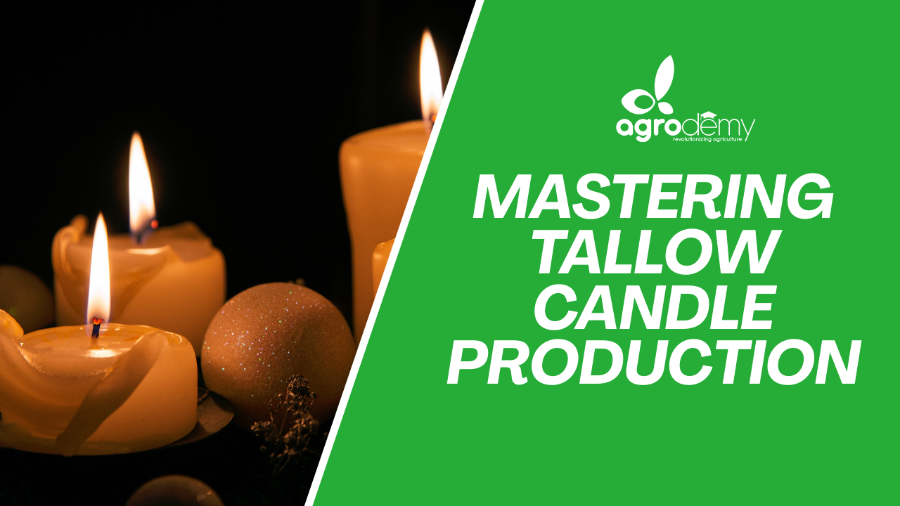 Mastering Tallow Candle Production