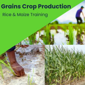 Grains Production (Rice & Maize)