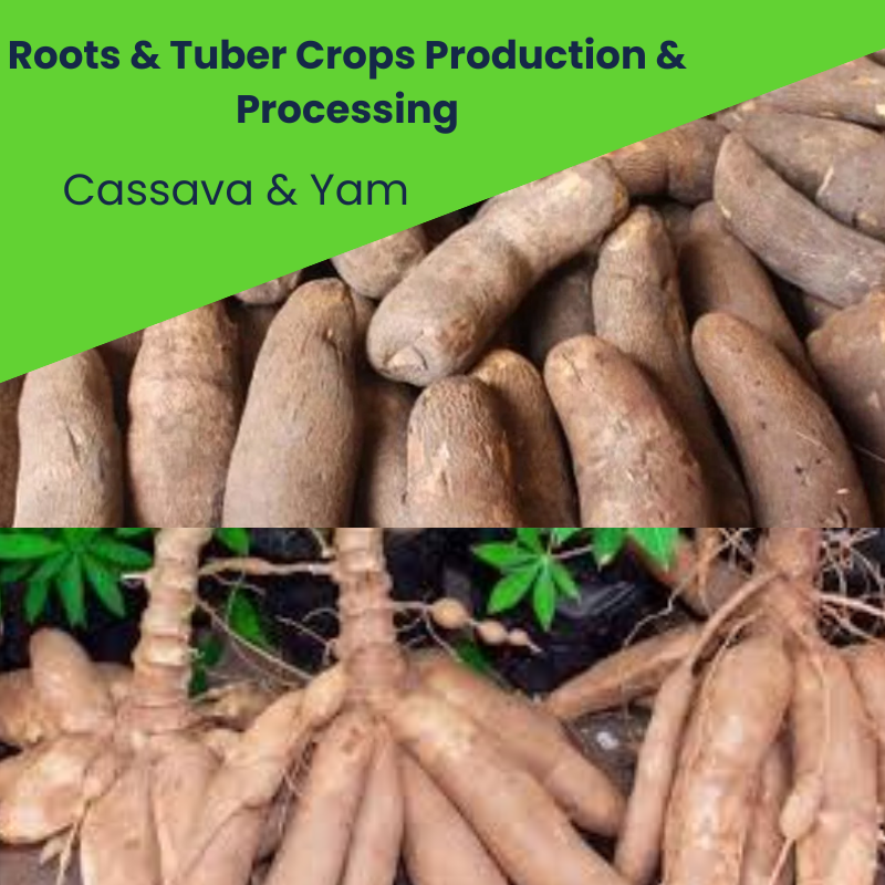 Cassava & Yam Production and Processing Training