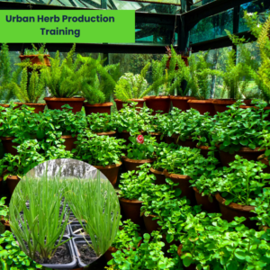 Urban Herb Production Training