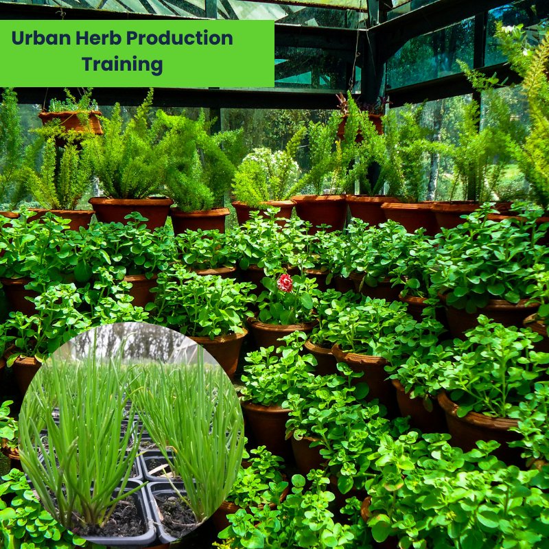 Urban Herb Production Training