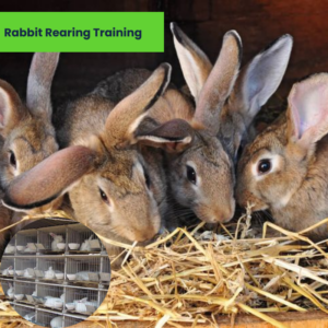 Rabbit Rearing Training