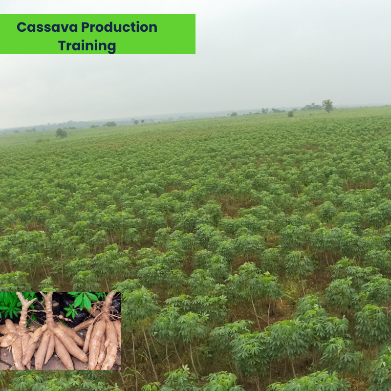 Cassava Production Training Agrodemy