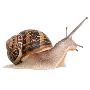 Snail Farming Training