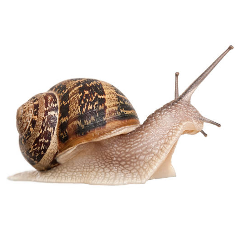 Snail Farming Training