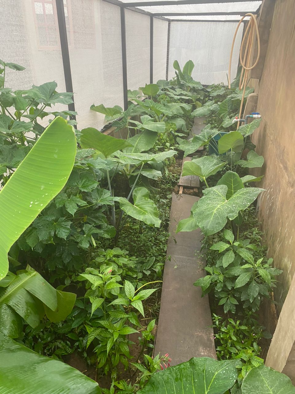 African Giant Snail Farming - Image 2