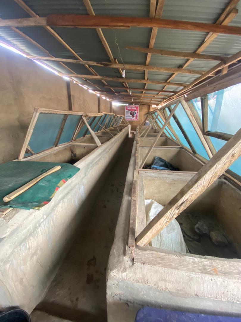 African Giant Snail Farming - Image 3