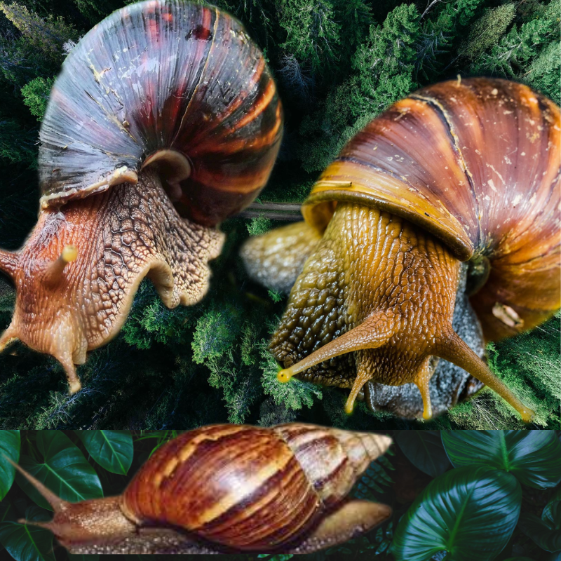 African Giant Snail Farming