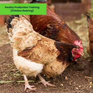 Poultry Production Training (Chicken Rearing)