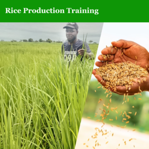 Rice Production Training