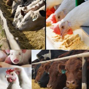 Livestock Feed Production & Livestock Farming