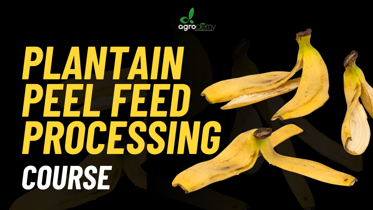 Plantain Peel Animal Feed Production Course