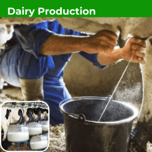 Dairy Production Training