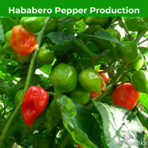 Habanero Pepper Production