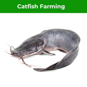 Catfish Farming Training