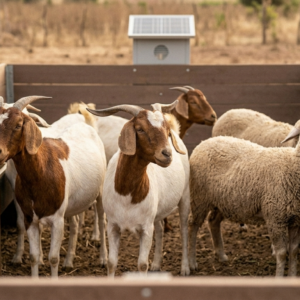 Climate-Smart Livestock Production