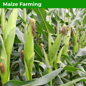 Maize Farming Training