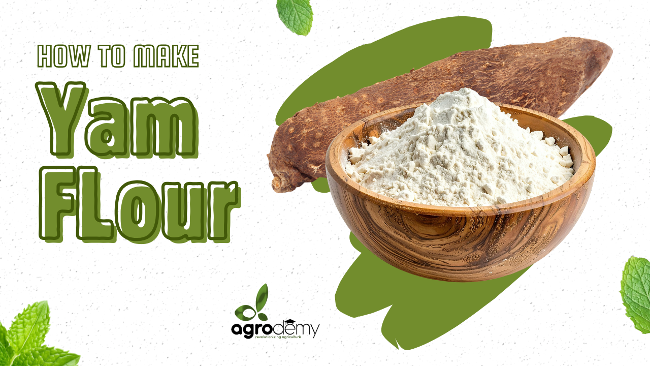 From Yam to Flour: Mastering Yam Flour (Elubo) Production