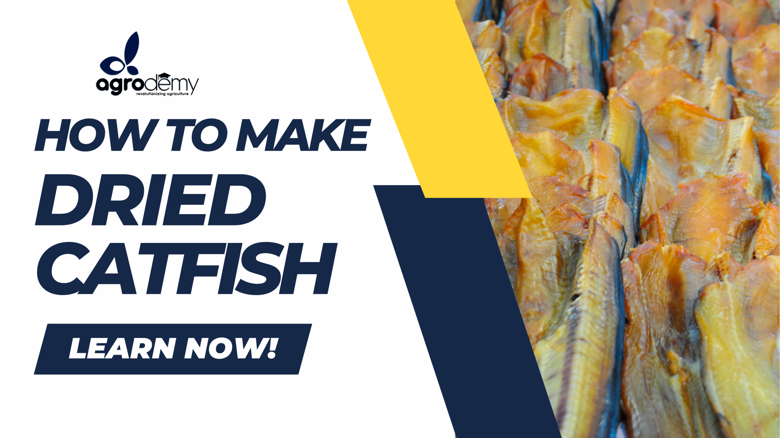 Dried Catfish Production: From Fresh Fish to Market-Ready Protein