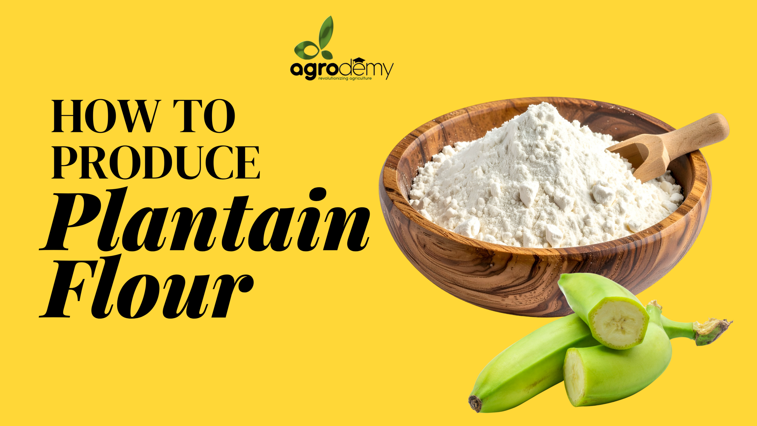 From Plantain to Flour: Mastering Plantain Flour Production
