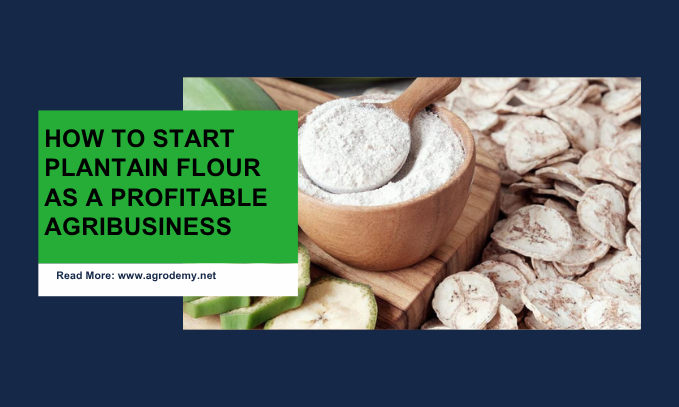 How to start plantain flour as a Profitable Agribusiness
